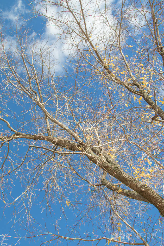 秋天的树枝向天空望去