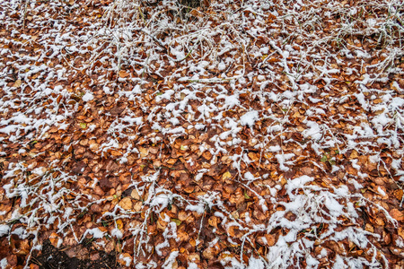 秋天在雪地里留下草