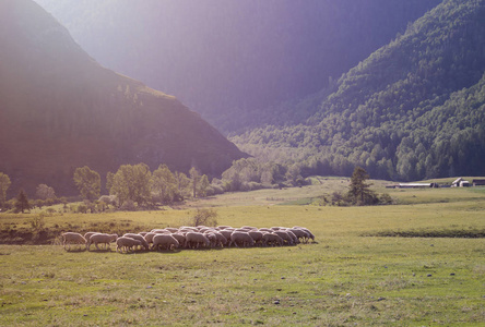 山景和羊群