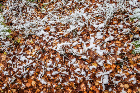 秋天在雪地里留下草