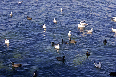 一群海鸥栖息在海面上。 海鸥沿着海岸在城市堤岸上游泳。