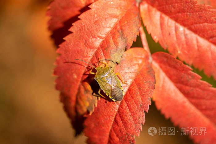 臭虫红叶秋