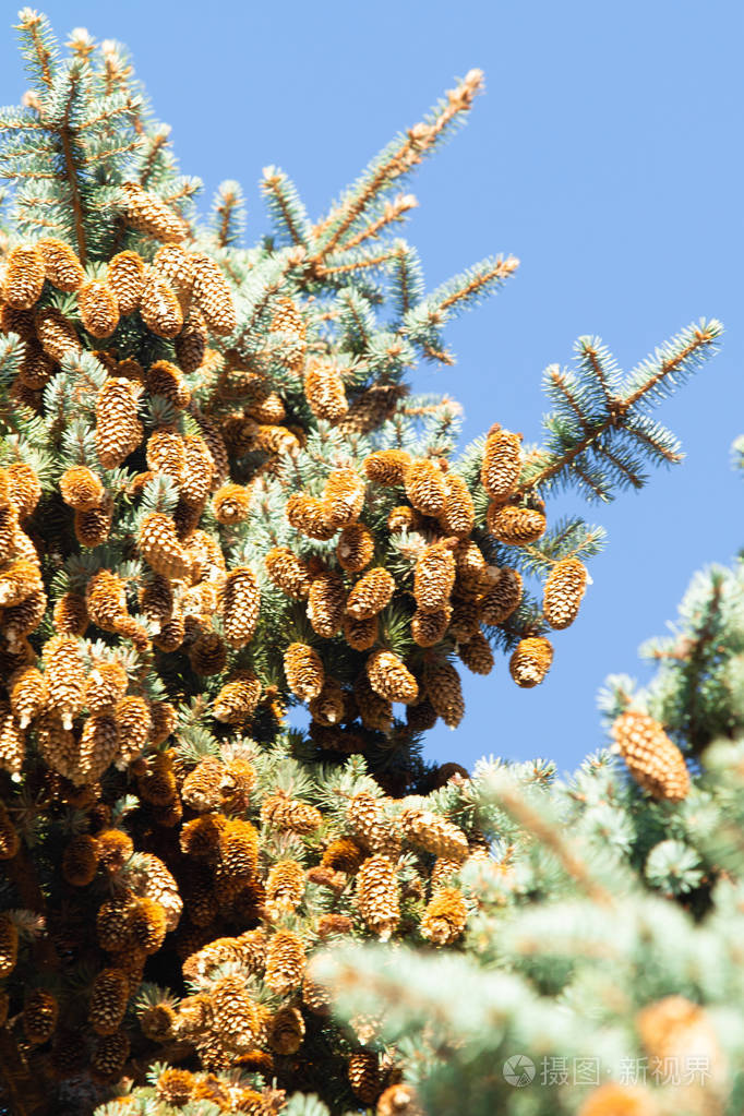 青云杉上的松果和树枝