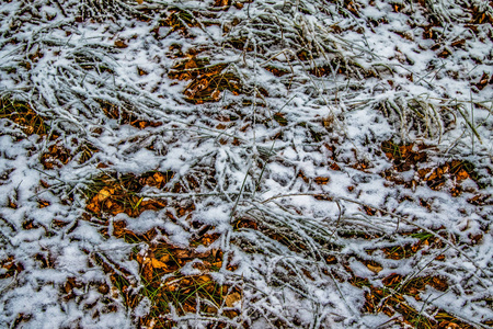 秋天在雪地里留下草