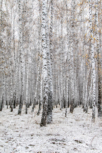 冬季第一雪桦林景观