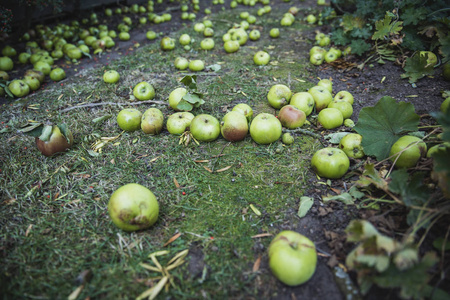 秋天开始时,它们从一棵树上掉下来的一个近景的绿色苹果躺在草坪的