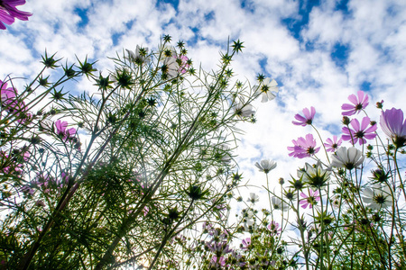 宇宙的花朵从下面看到天空