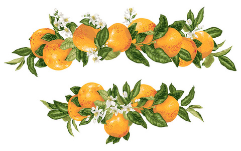 矢量标题装饰元素与柚子柑橘分支现实平面设计插图