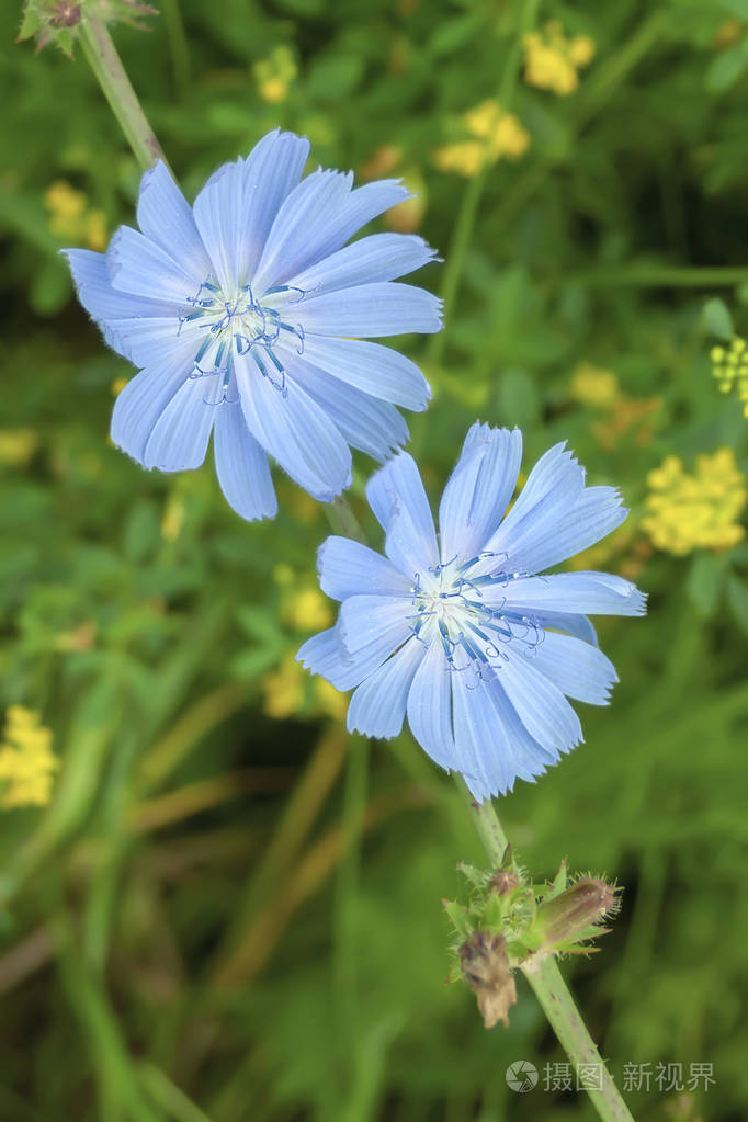生长在野丛中的蓝花