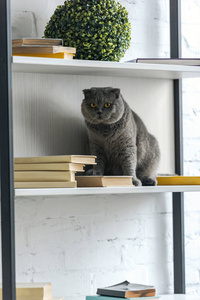 可爱的苏格兰折叠猫坐在书架上看着相机