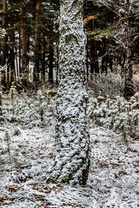 冬季第一雪桦林景观