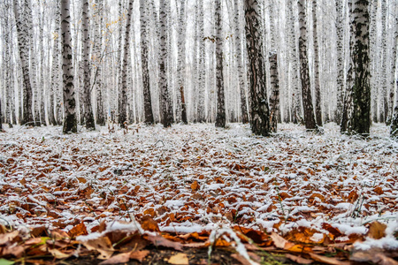 白桦林秋景中的第一场雪