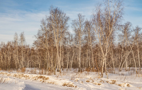 白桦林冬季自然景观