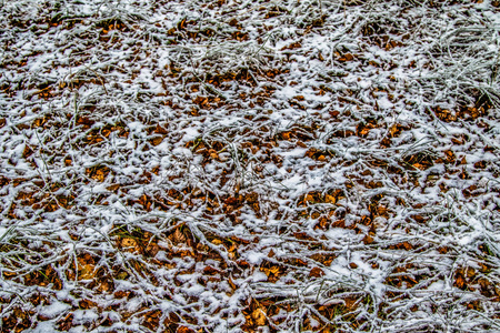 秋天在雪地里留下草