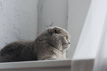 可爱的苏格兰折叠猫躺在窗台上，透过窗户看着。