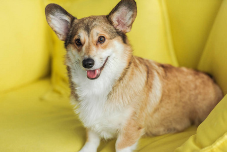 可爱的科吉狗坐在家里的黄色沙发上