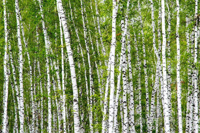 白桦林树木的背景绿泉