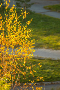 树上秋天的黄色叶子