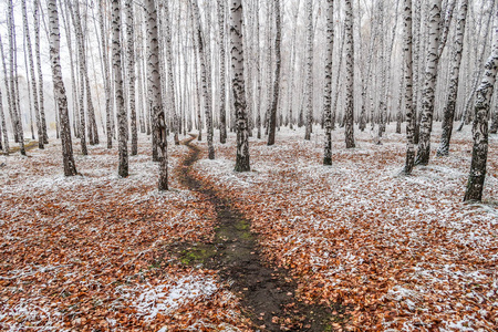 穿过冬季森林的道路