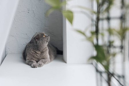 可爱的灰猫躺在窗台上，抬头看着