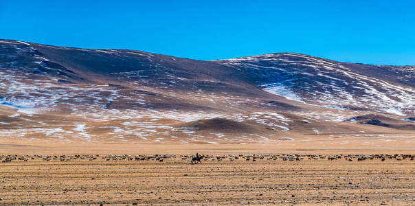 蒙古乌尔吉高山背景下草原牧羊群的景观
