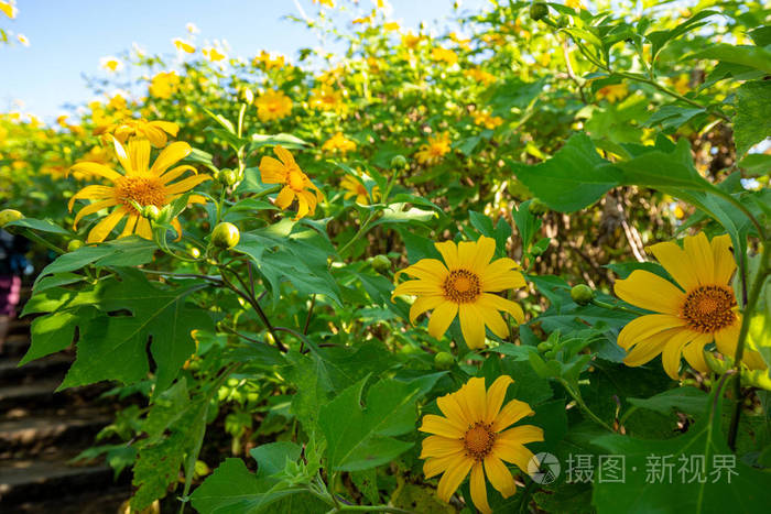 一年一度的11月在泰国麦鸿森 麦鸿森 的墨西哥向日葵田地名东巴通的日出景观自然照片 正版商用图片14cymw 摄图新视界 一年一度的11月在泰国麦鸿森 麦鸿森 的墨西哥向日葵田地名东巴通的日出景观自然照片 正版商用图片14cymw 摄图新视界