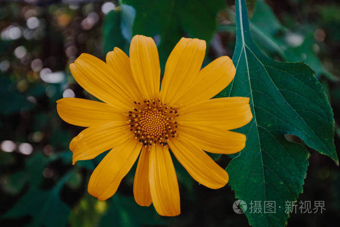 一年一度的11月在泰国麦鸿森 麦鸿森 的墨西哥向日葵田地名东巴通的日出景观自然照片 正版商用图片14cyq9 摄图新视界 一年一度的11月在泰国麦鸿森 麦鸿森 的墨西哥向日葵田地名东巴通的日出景观自然照片 正版商用图片14cyq9 摄图新视界