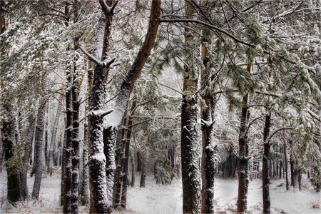 树林里的第一场雪。 西伯利亚