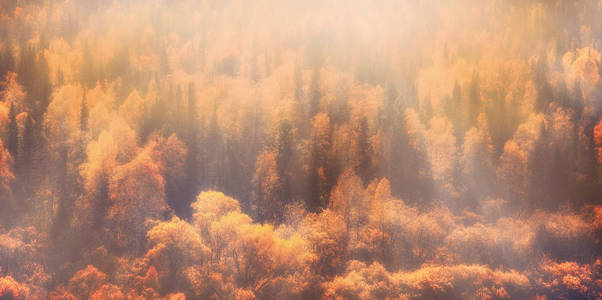 森林的秋天素描。