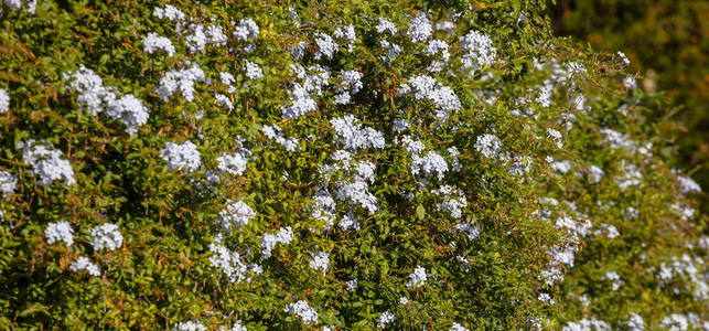 花园纹理背景中盛开的Bue茉莉花植物围栏
