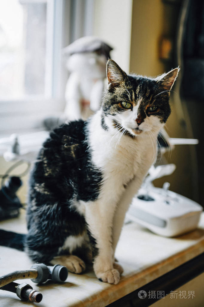 可爱的斑点猫在家