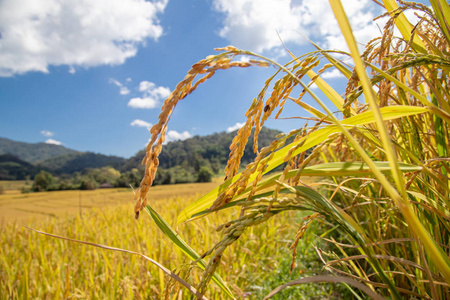 泰国金稻梯田和成熟稻房的美丽景观，
