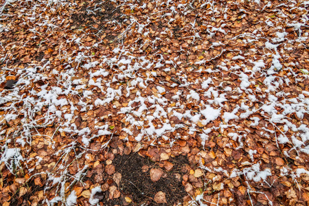 秋天在雪地里留下草