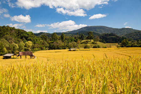 泰国金稻梯田和成熟稻房的美丽景观，