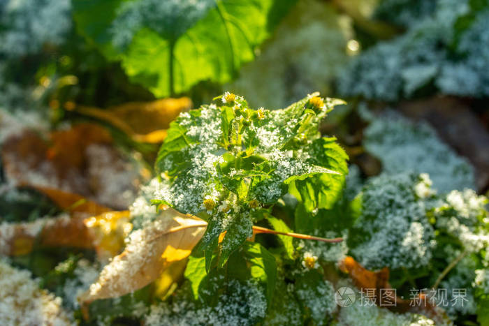 绿草如雪模糊的背景