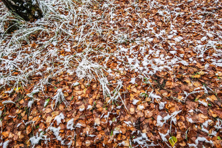 秋天在雪地里留下草