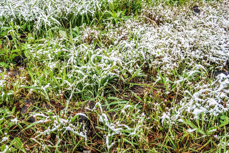 雪中高高的绿草