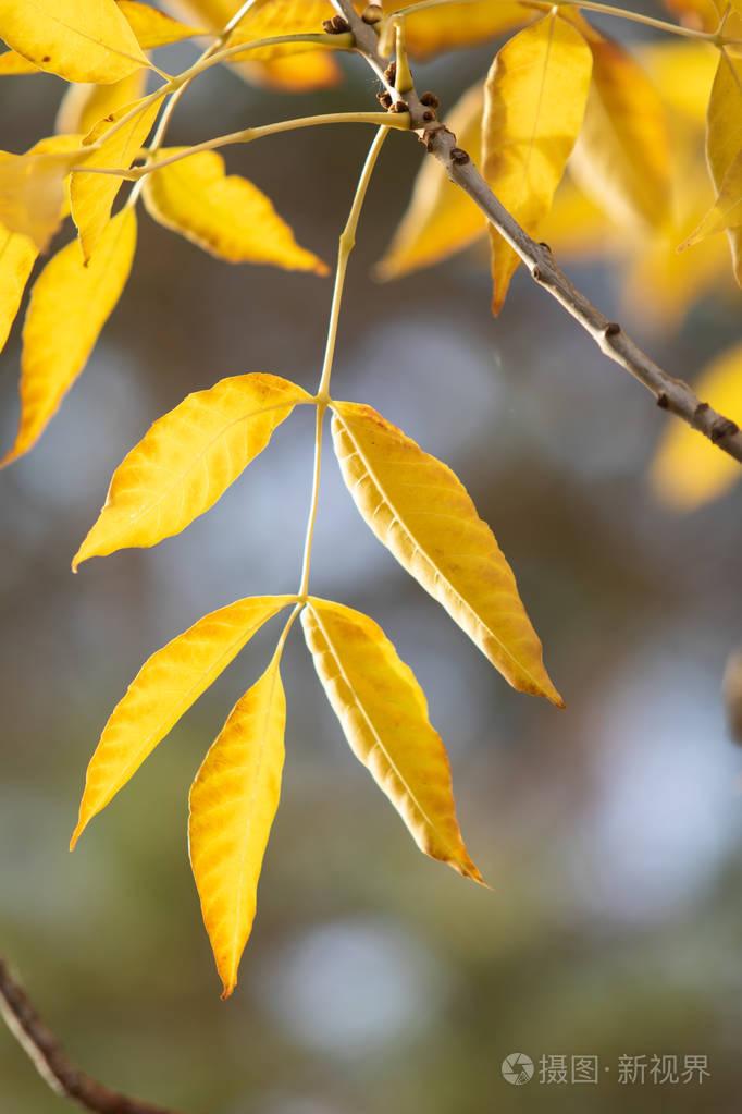 树上秋天的黄色叶子照片-正版商用图片14d1in-摄图新视界