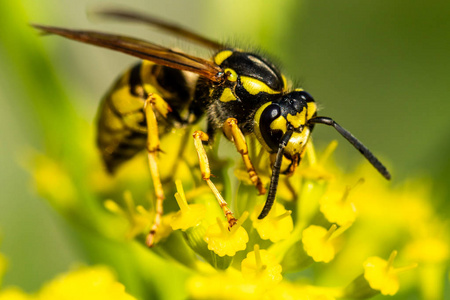 蜜蜂在黄色的春花上