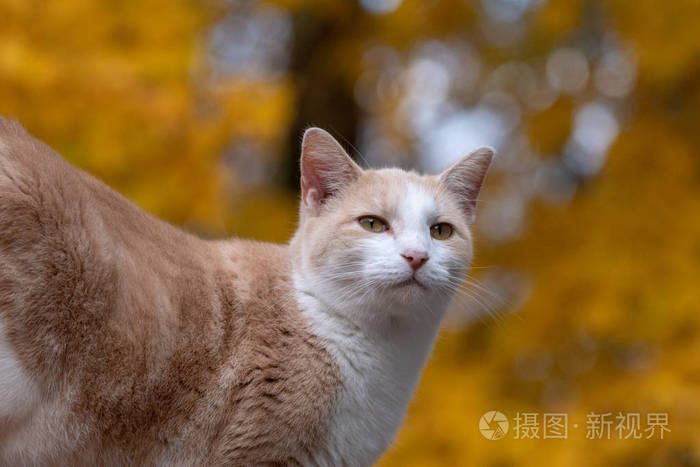 可爱的猫 背景中有黄色的落叶照片 正版商用图片14d1yv 摄图新视界
