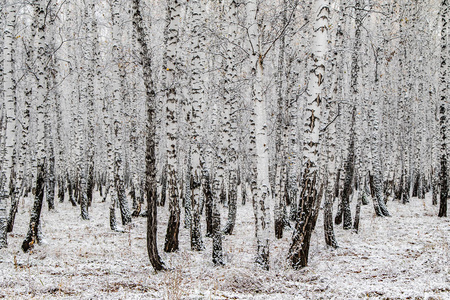 冬季第一雪桦林景观