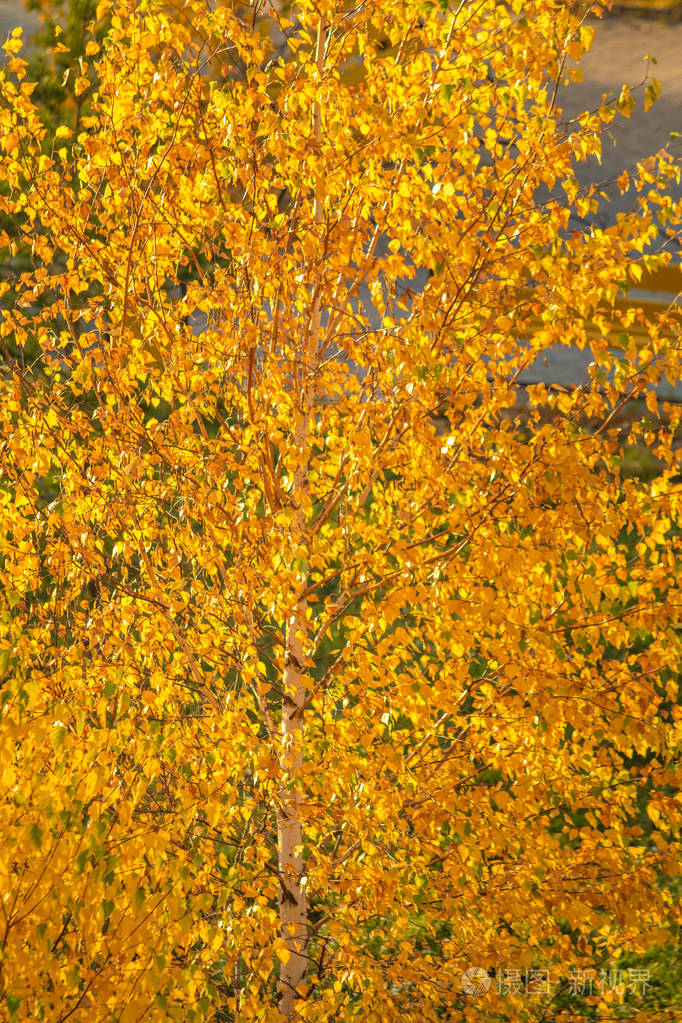 树上秋天的黄色叶子