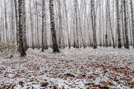 白桦林中的第一场雪，秋天的风景