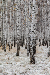 冬季第一雪桦林景观