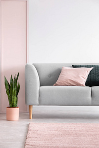植物旁边的灰色布景与垫子在灰色客厅内部与粉红色地毯。 真实照片