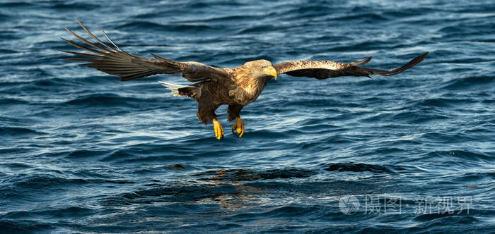 成年白尾鹰在蓝色海洋背景下捕鱼。 科学名称白戟天，又称欧亚海鹰和白尾海鹰。