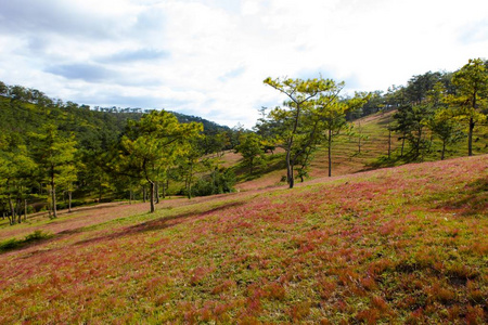 小鸭之间野花图片