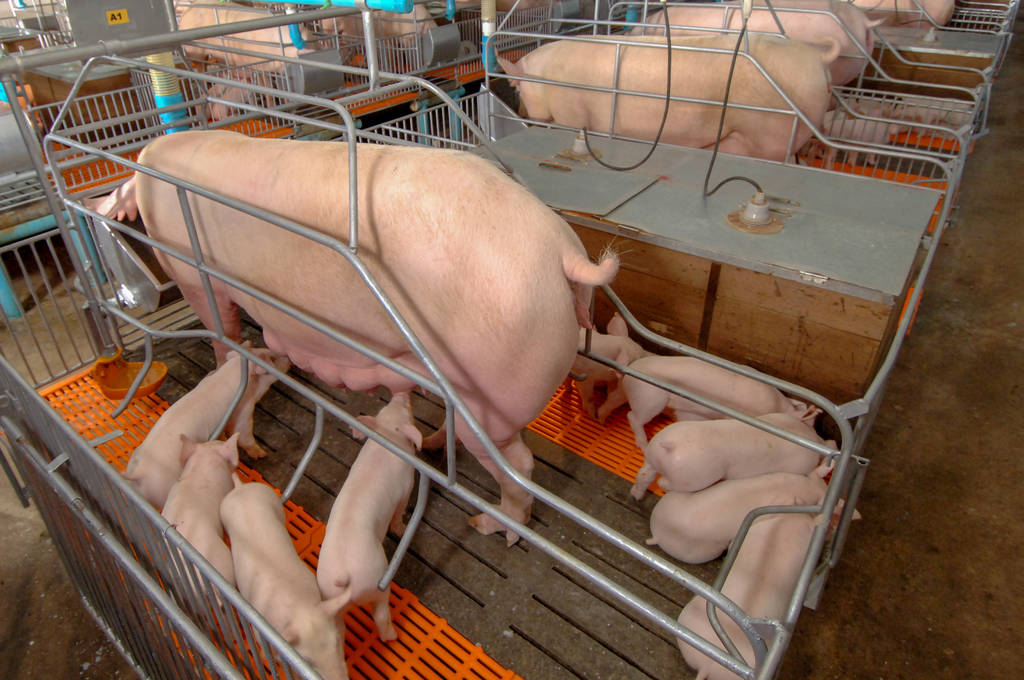 总投资4亿！常熟这个养猪场建成内部曝光！