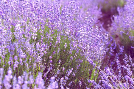 田野里的薰衣草花朵