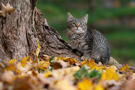 秋天树底上一只色彩斑斓的可爱的猫